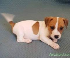 Jack Russel Terrier - par scurt, 2 luni, genetică superioară