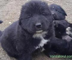 Vand catei ciobanesc corb