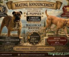 Vand pui perro de presa mallorquin