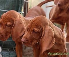 Vizsla maghiară