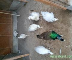 Pauni de vanzare
