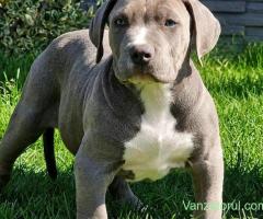 Vand American Bully xxl