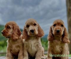COCKER spaniel- canisă autorizată, din Părinți de Expozitie