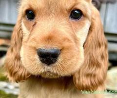Pui Cocker Spaniel - Firma Autorizată, Garanție Veterinară