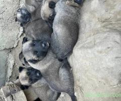 Pui cățel Ciobănesc malinois