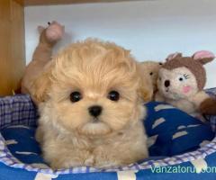 Pui rasa MALTIPOO- linie de lux din părinți de Expoziție