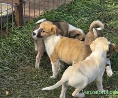 URGENT Dau spre adoptie catei talie mica.