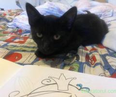 Pisoi spre adoptie in Crevedia, 25 km de Bucuresti. Livrez acasa daca e cazul.