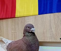 porumbei standard romanesc