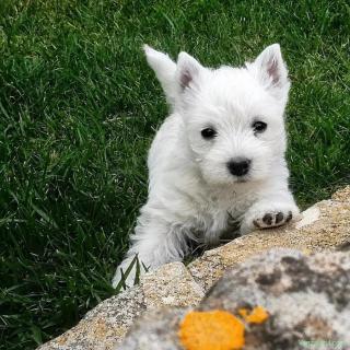 Pui WESTIE - Canisa Autorizata din Părinți EXPO