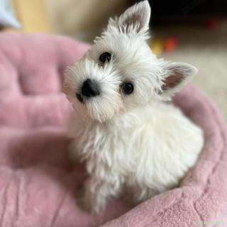 Pui rasa WESTIE din Părinți Expo, canisă proprie
