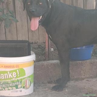 Mascul Cane Corso 9 luni