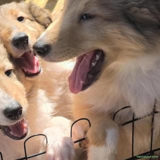 Vand pui Collie Rough tricolori