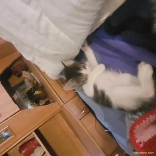 Ofer pisicute de 8 saptamimi pemtru adoptie
