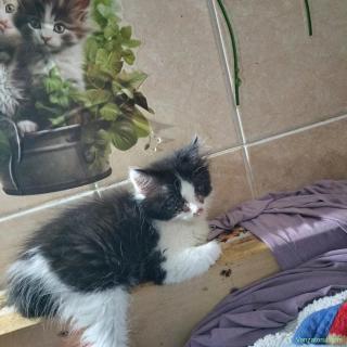 Ajutor pentru adoptie