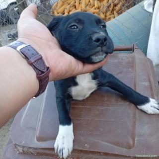 Pui de adopție Amstaff