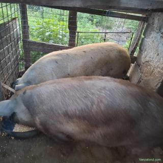 Porc de vânzare. Unul din doi,la alegere ,17lei kg în viu