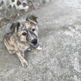 Donez cățelusă vârstă 8 luni din mamă rasa chow