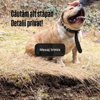Vand american bully pocket