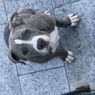 American Bully, femela 4 luni