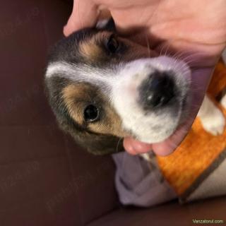 Ofer spre adopție pui Beagle Jud Mureș