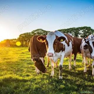 Locuri de muncă la ferme în Germania