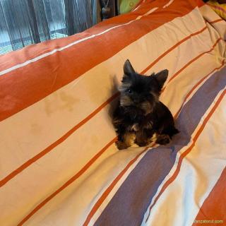 Yorkshire Terrier Pasaport Yorki Talie Mica Toy