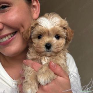 Maltipoo Toy Korea Cappucino ( bear type -ursulet