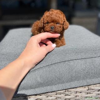 Caniche Poodle Extra Mini- Linie CHINA- Canisa Autorizată
