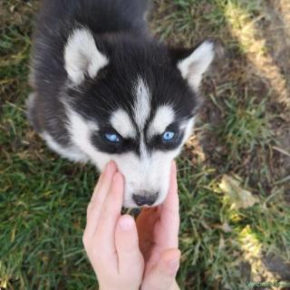 De vanzare : Pui husky ochii albastri