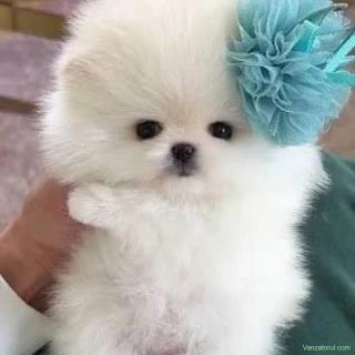 pomeranian O732983866