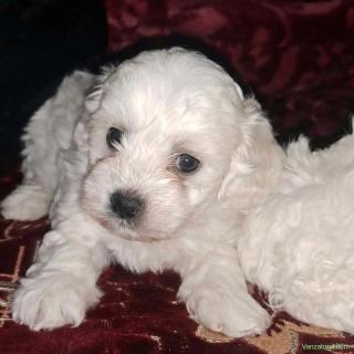 De vânzare pui de bichon maltez