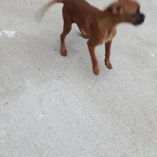 vând cățelușe boxer