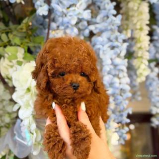 CANISĂ de CANICHE Poodle Toy Red- Linie Asiatica de tip ursuleț