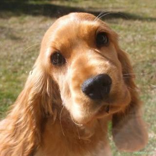 Coker Spaniel