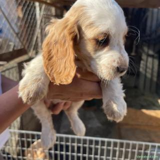 Catei Coker Spaniel