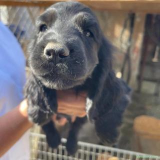 Catei Coker Spaniel