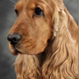 Coker Spaniel