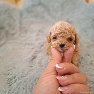 maltipoo super superbi
