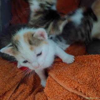 Cautam familie să ne iubească