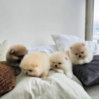 Cei mai drăguți cățeluși din rasa Pomeranian pe care îi poți găsi