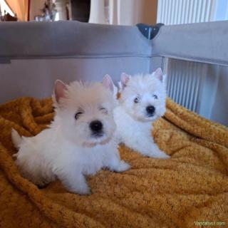 Westie - Canisă Autorizată