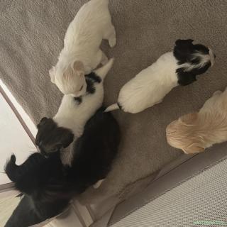 Chihuahua cu păr lung
