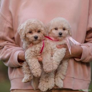 Maltipoo Toy de Vânzare Pui Superbi, Talie Mică, Foarte Afectuoși