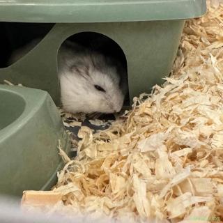 vand hamster