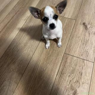 Pui Chihuahua de vânzare