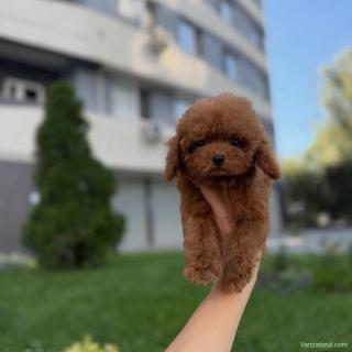 Caniche Poodle Toy- Linie CHINA bot scurt- CANISĂ Proprie