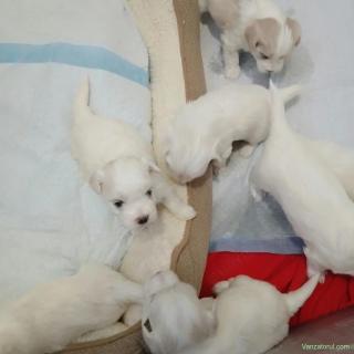 bichon maltez
