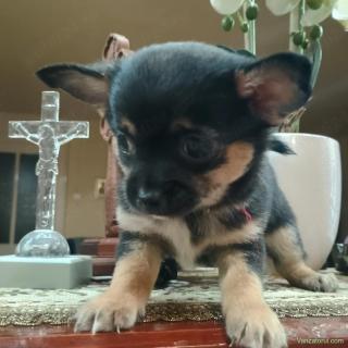 Chihuahua cu par scurt Toy