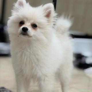 Pomeranian